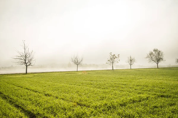 Nebel im Herbst über Feld mit Winterweizen — Stockfoto