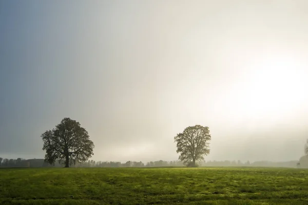 Bald lime trees in fog in autumn — Stock Photo, Image