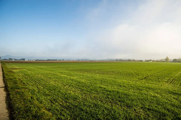 Energy plant szarvasi grass in Germany — Stock Photo, Image
