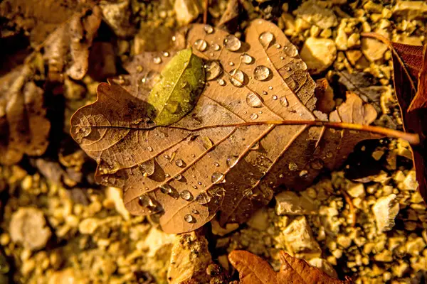 Autumnal painted leaf with dew drops — ストック写真