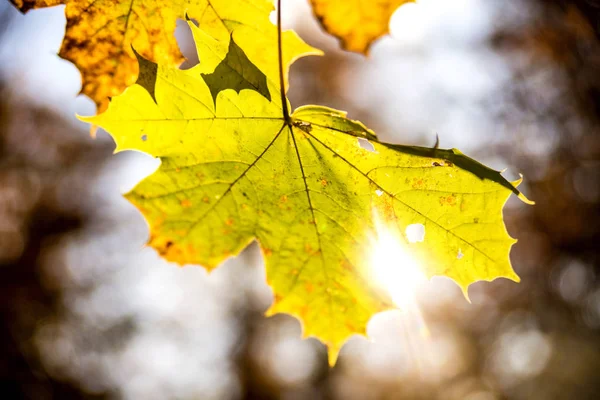 Maple leaf in autumnal colors in back-light — Stock Photo, Image