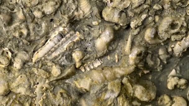 Ortocerida Altri Fossili Calcare Baltico Tavola Girevole — Video Stock