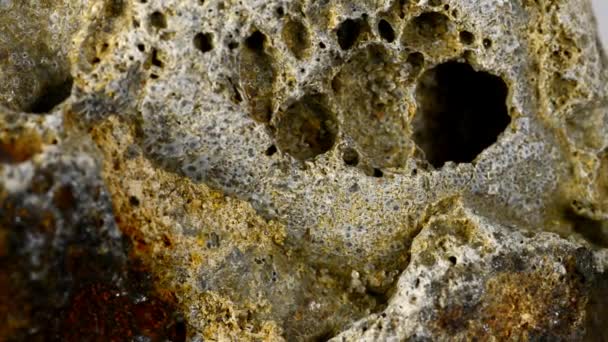 Bryozoa Calcário Báltico Mesa Volta — Vídeo de Stock