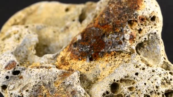 Bryozoa Piedra Caliza Del Báltico Mesa Giratoria — Vídeo de stock
