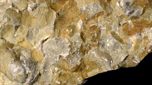 Fósseis Brachiopoda Pedra Calcária Báltico Mesa Giratória — Vídeo de Stock