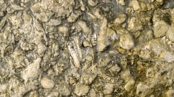 Ortocerida Altri Fossili Calcare Baltico Tavola Girevole — Video Stock