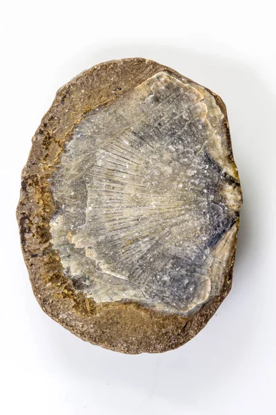 Brachiopoda fosil, hewan jurassic Jerman — Stok Foto