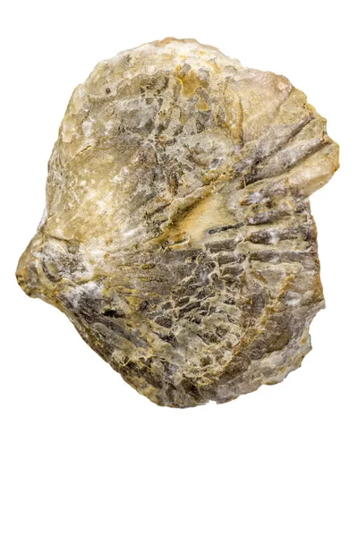 Fósseis de Brachiopoda, animais jurássicos da Alemanha — Fotografia de Stock