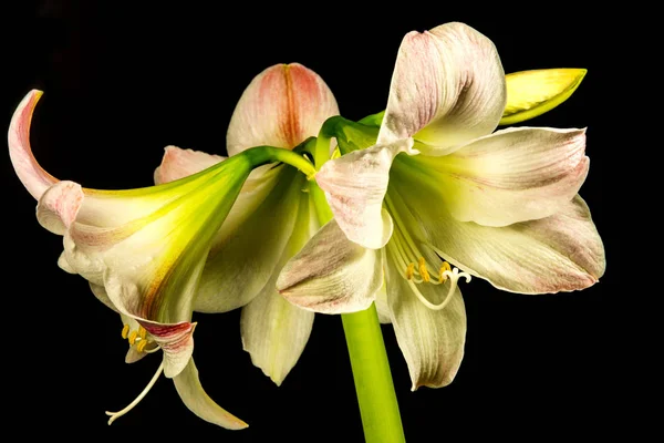 Nergis zambağı, bir closeup çiçek — Stok fotoğraf