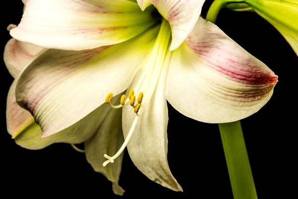 Amaryllis, bloem in een close-up — Stockfoto