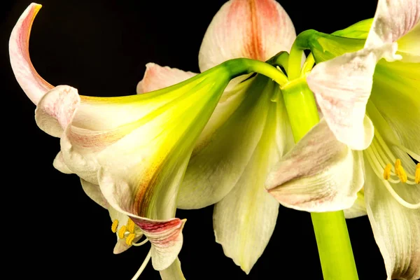 Amaryllis, flower in a closeup — Stock Photo, Image