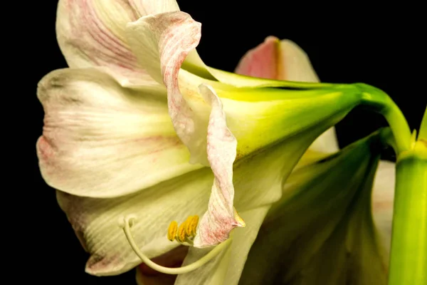 Amarylis, květina v closeup — Stock fotografie