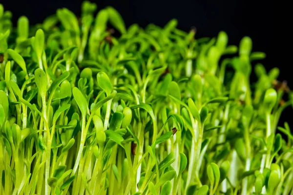 Cress, young shoots in a closeup — ストック写真