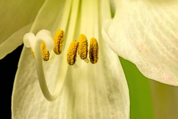 アマリリス、クローズ アップで花 — ストック写真