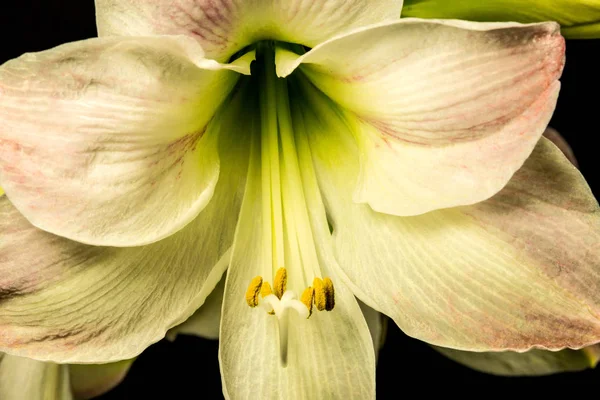 Nergis zambağı, bir closeup çiçek — Stok fotoğraf
