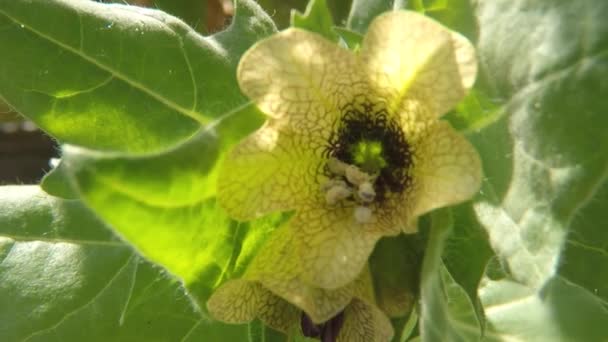 Желтый Средневековый Лекарственный Растение — стоковое видео