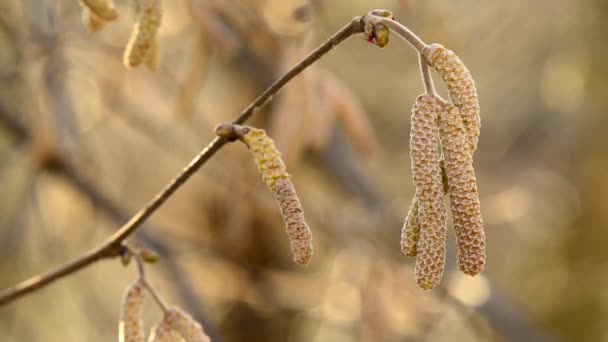 Hasselnötsblomma Vintertid — Stockvideo