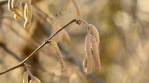 冬のヘーゼルナッツの花 — ストック動画
