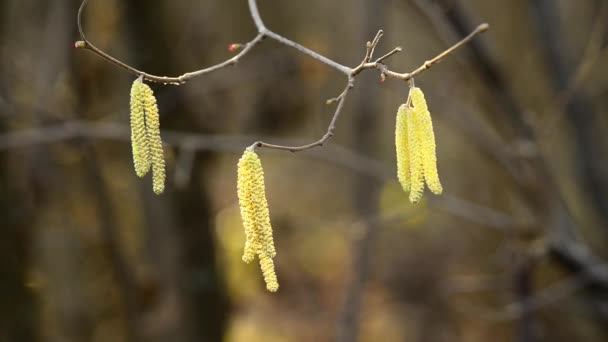 冬のヘーゼルナッツの花 — ストック動画