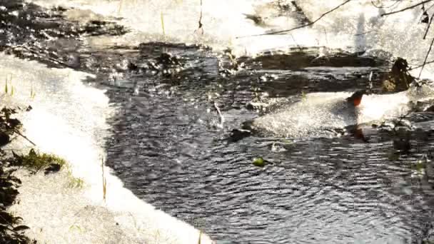 小河在冬季结冰 — 图库视频影像