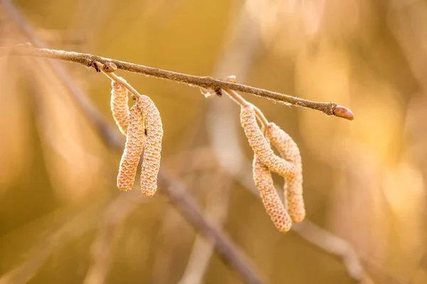 Hazelnut bloom in winter with closed blossom — Stock Photo, Image