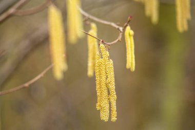 Kışın fındık tomurcuklanır kapalı çiçeklerle