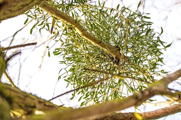 Mistletoe in a fruit tree in wintertime in Germany — Stock Photo, Image