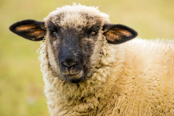 Koyunlar, kafaya yakın çekim.