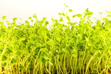 red clover, young shoots in a closeup