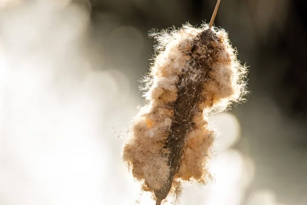 Cattail en invierno en un estanque en la luz de fondo — Foto de Stock