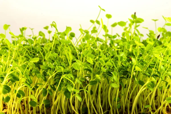 Red clover, young shoots in a closeup — 图库照片