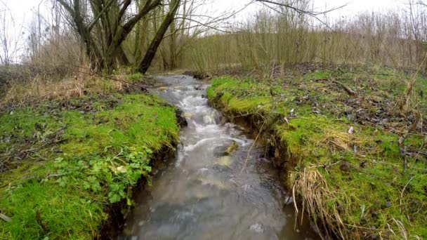 Pequeño Vívido Arroyo Primavera Gemany — Vídeos de Stock