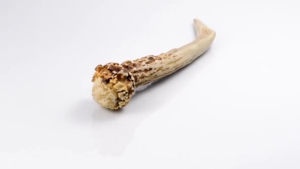 bois de cerf sur une table tournante 