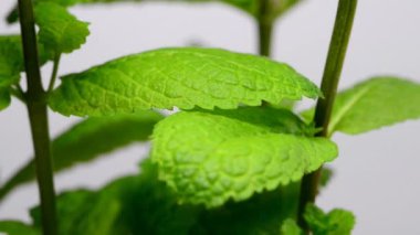 Mojito için naneli bitki.