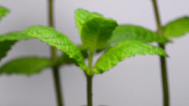 Pepermuntplant Voor Mojito Drank — Stockvideo
