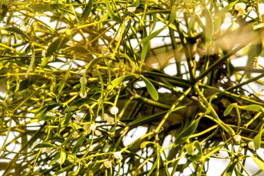 Almanya 'da kışın ağaçta ökseotu