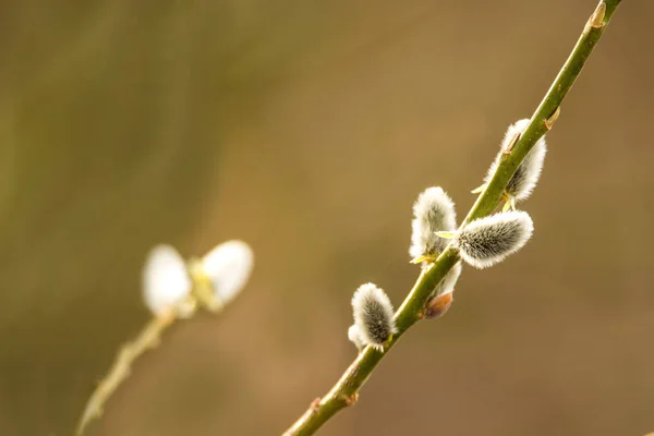 德国冬季的柳树花 — 图库照片