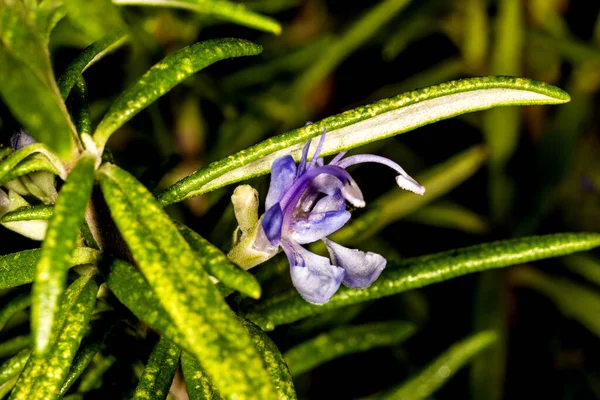 Rozemarijn, close-up van de bloem — Stockfoto