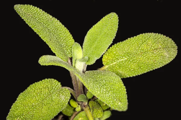 Salie, geneeskrachtige plant met bladeren — Stockfoto