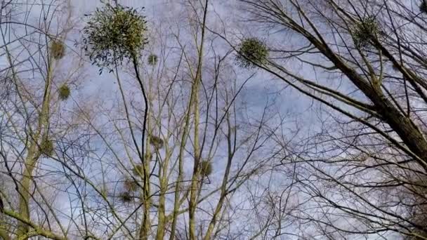 Mistletoe Plantas Medicinais Árvores Primavera Alemanha — Vídeo de Stock