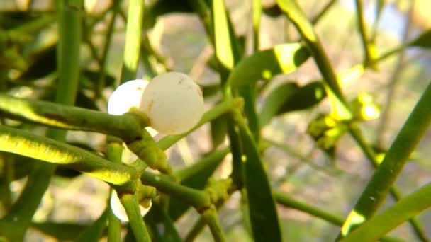 Mistletoe Planta Medicinal Com Baga Primavera — Vídeo de Stock