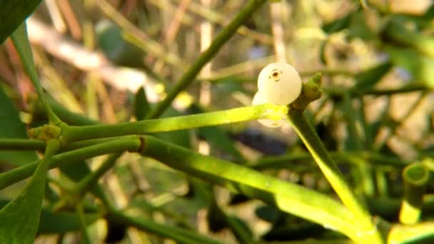 Mistletoe Planta Medicinal Com Baga Primavera — Vídeo de Stock