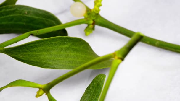 Mistletoe Planta Medicinal Uma Mesa Volta — Vídeo de Stock