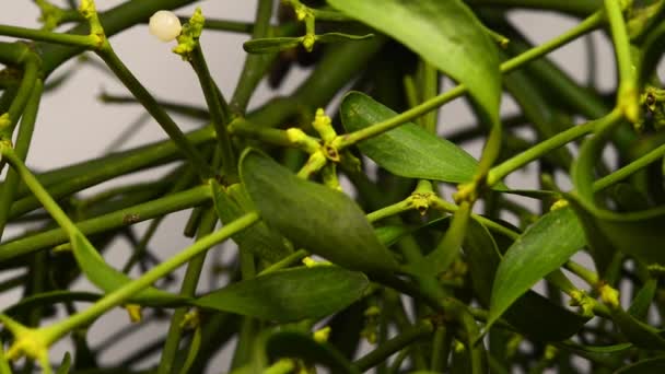 Mistletoe Planta Medicinal Com Bagas Close Com Unidade Câmera — Vídeo de Stock