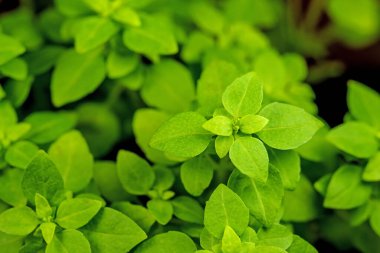 Fesleğen, baharda taze bitki.