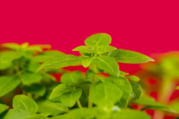 Albahaca Hierba Fresca Primavera — Foto de Stock