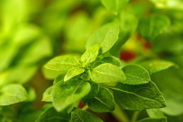 Kemangi Herbal Segar Musim Semi — Stok Foto