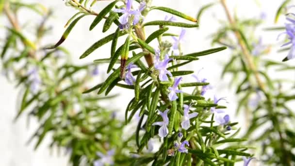 Rosemary Planta Medicinal Especiarias Com Flor — Vídeo de Stock