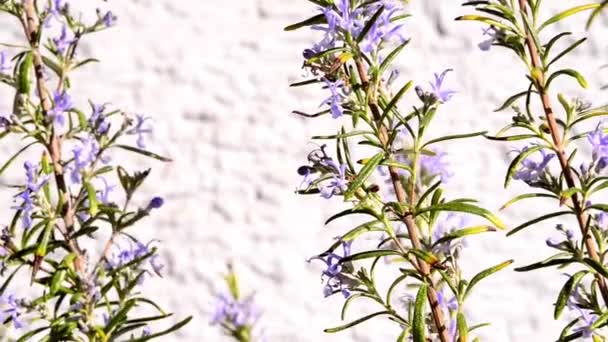 Rosemary Medicinal Plant Spice Flower — Stock Video