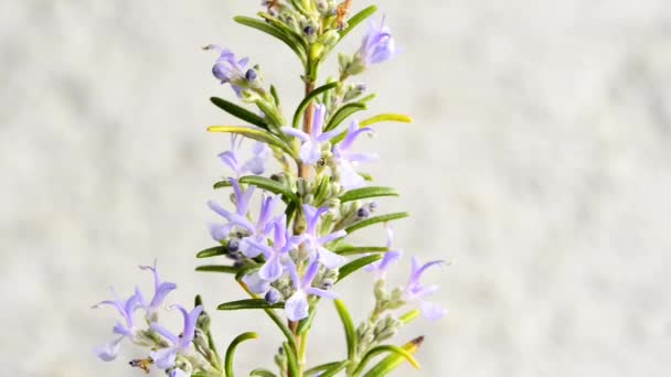 Rosmarin Heilpflanze Und Gewürz Mit Blüte — Stockvideo